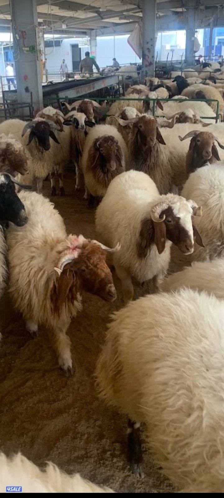 ذبيحتك لبيتك (ذبايح السلامه)توصيل جميع مناطق الكويت نعيمي عربي/اشفالي3