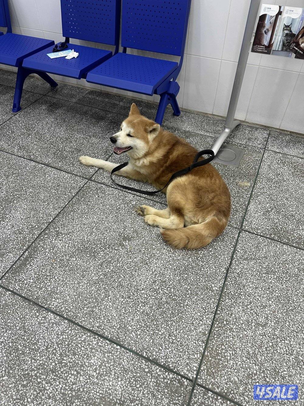 Akita inu for sale good health اليبي فيديو يدلي مادري ليش مو طالع الفي1