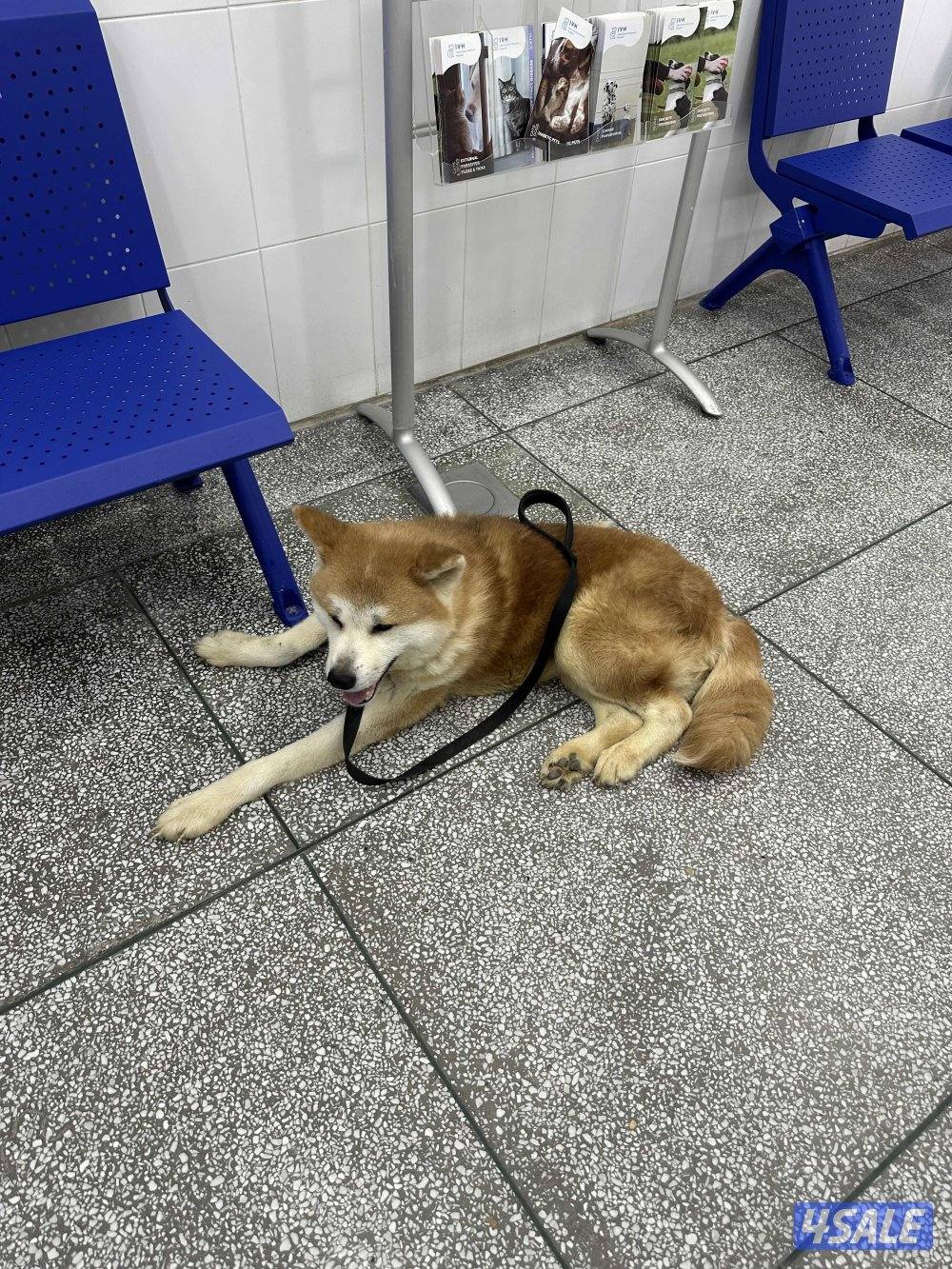 Akita inu for sale good health اليبي فيديو يدلي مادري ليش مو طالع الفي3