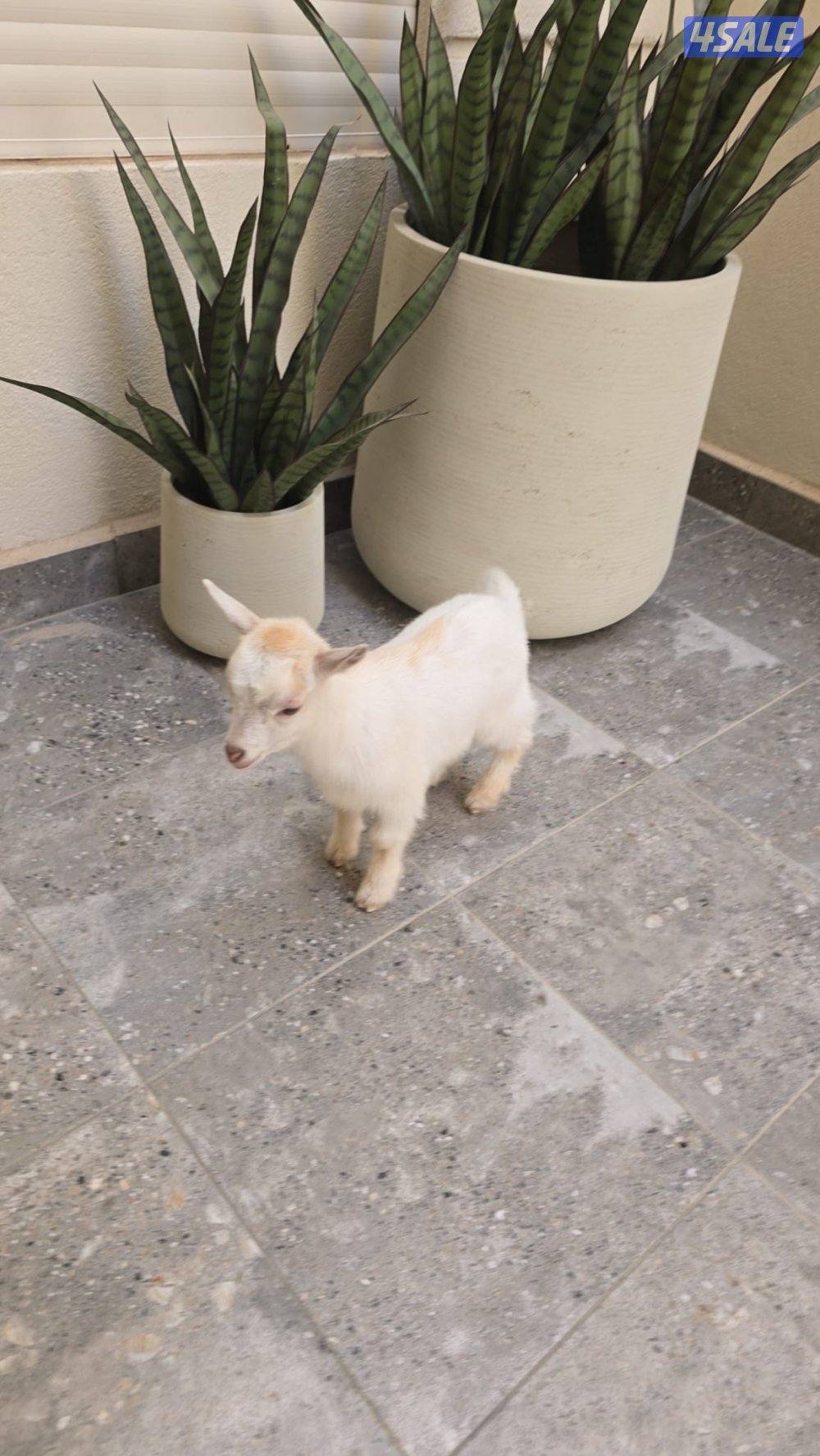 للبيع ماعز تشيكي قزم العمر شهر0