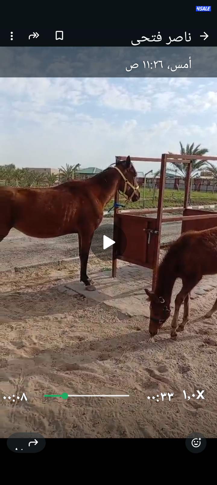 خيل فرنسى مع ابنها1