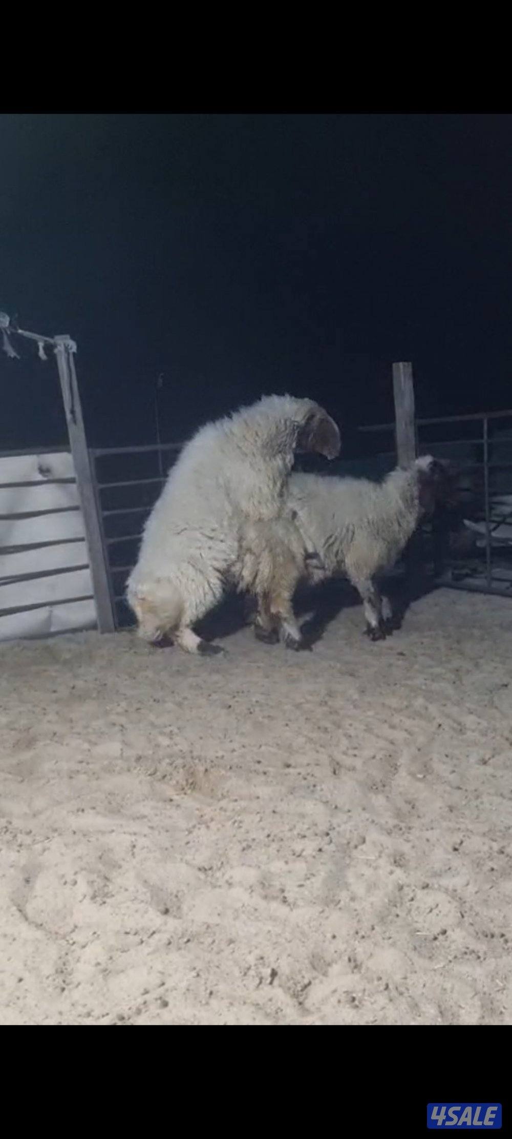 للبيع فحل شرط القريع0