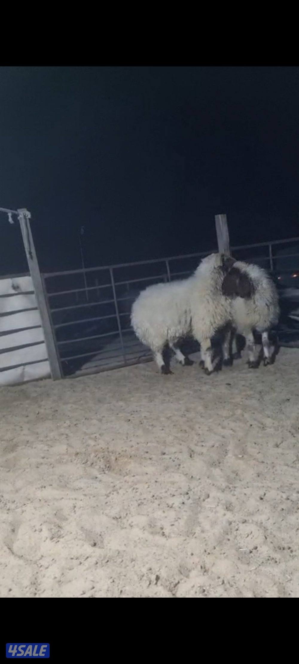 للبيع فحل شرط القريع1