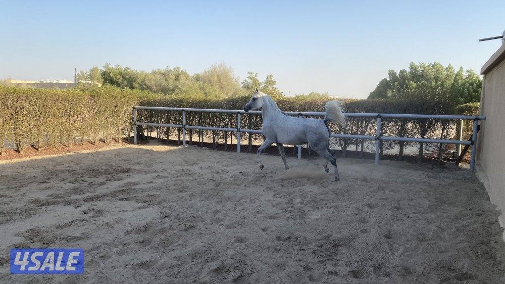 حصان مميز و موزون  شرط السلم مناسب لإلتقاط الاوتاد8