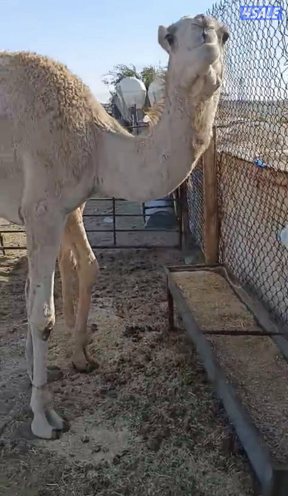 للبيع عدد 2 قعود0