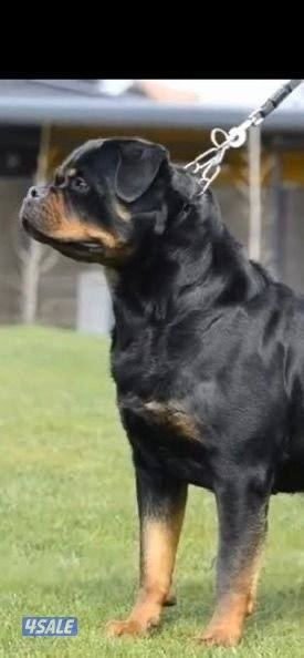 روت وايلر وارد صربيا1