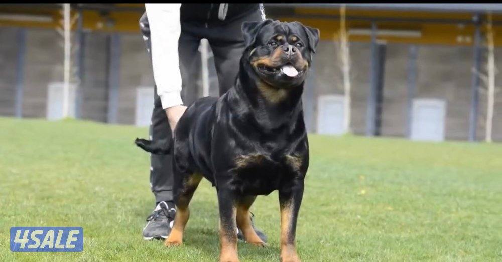 روت وايلر وارد صربيا0