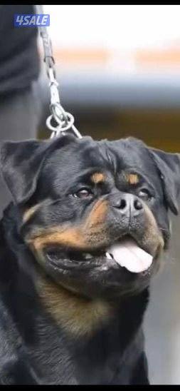 روت وايلر وارد صربيا2