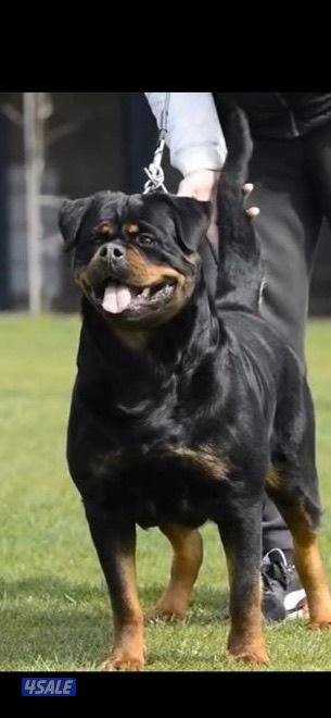 روت وايلر وارد صربيا3