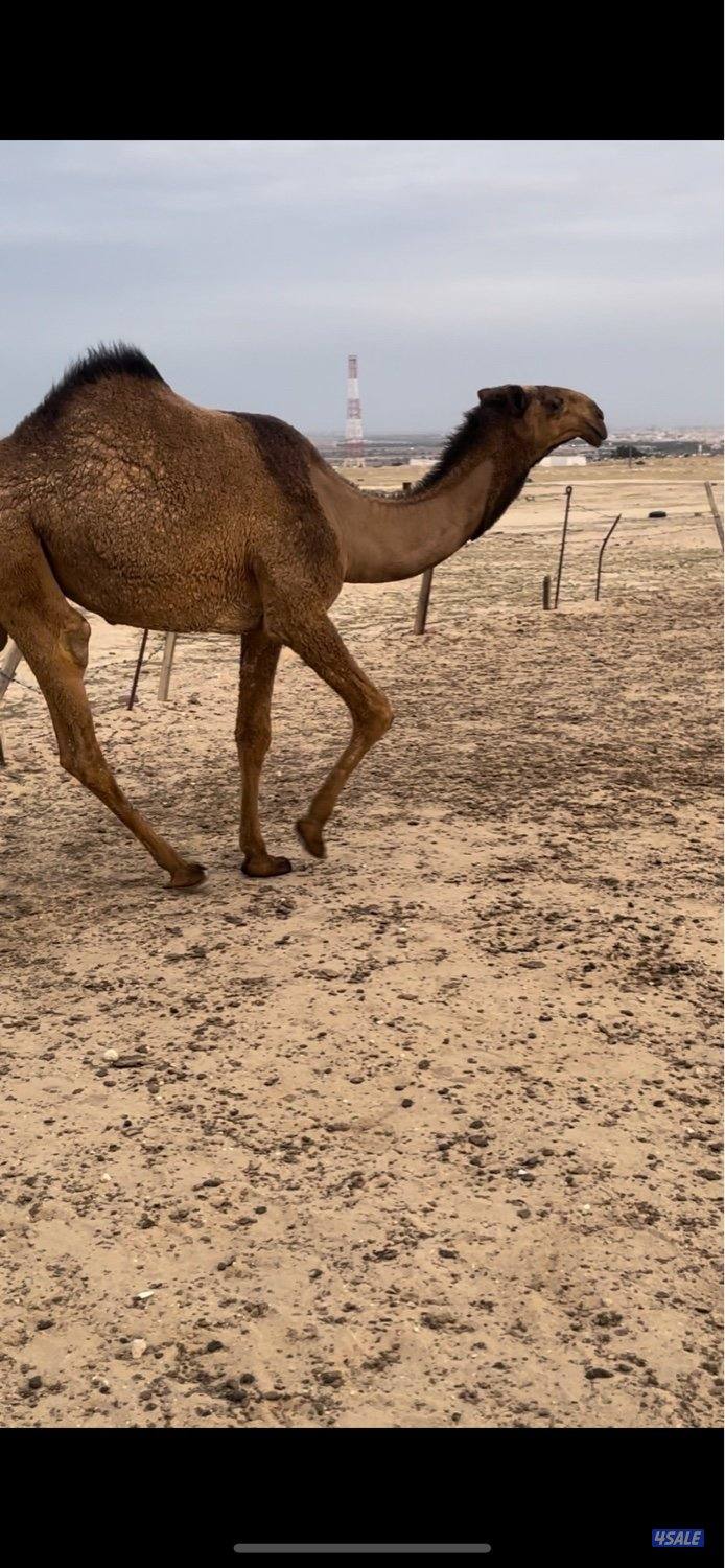 ابكارصفرمزاين0