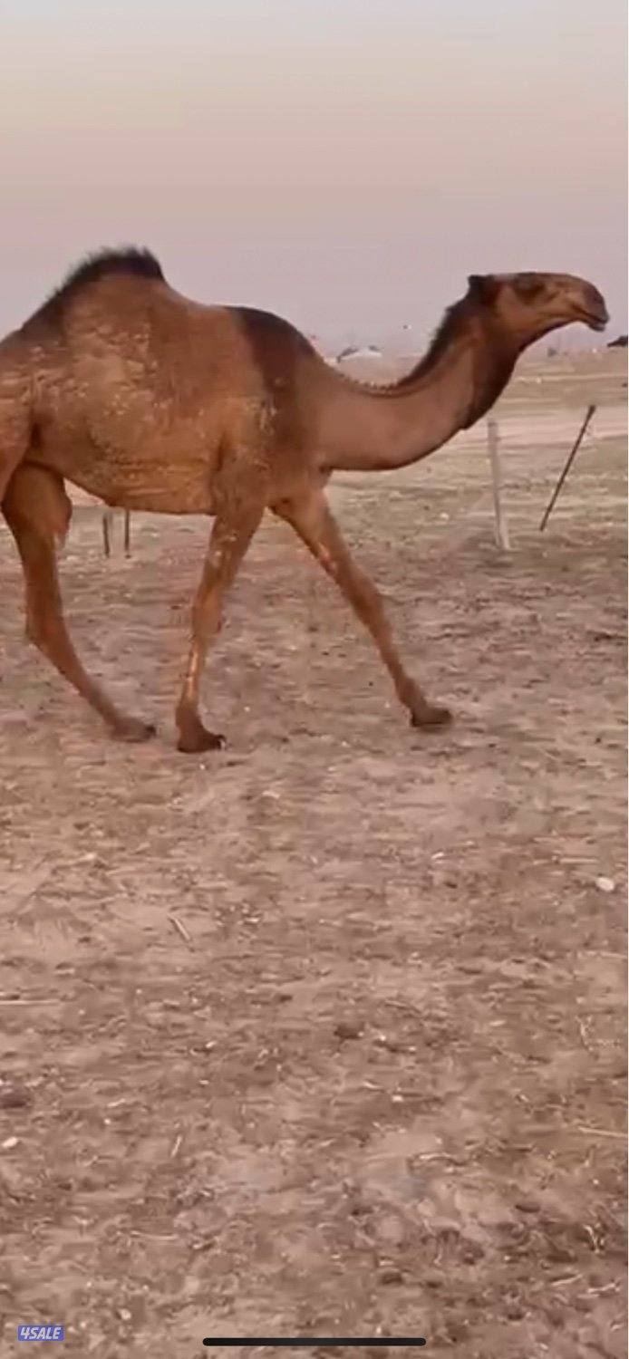 ابكارصفرمزاين1