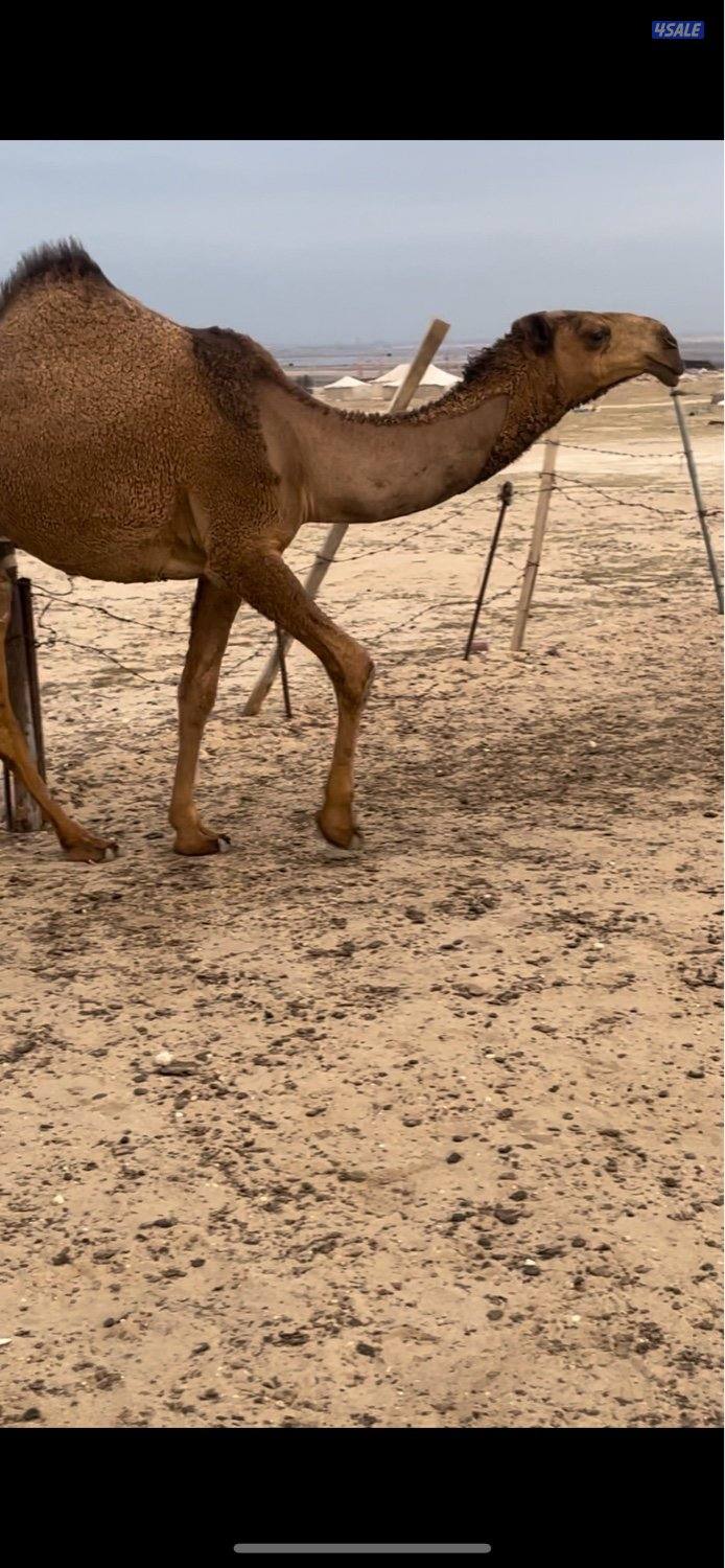 ابكارصفرمزاين2