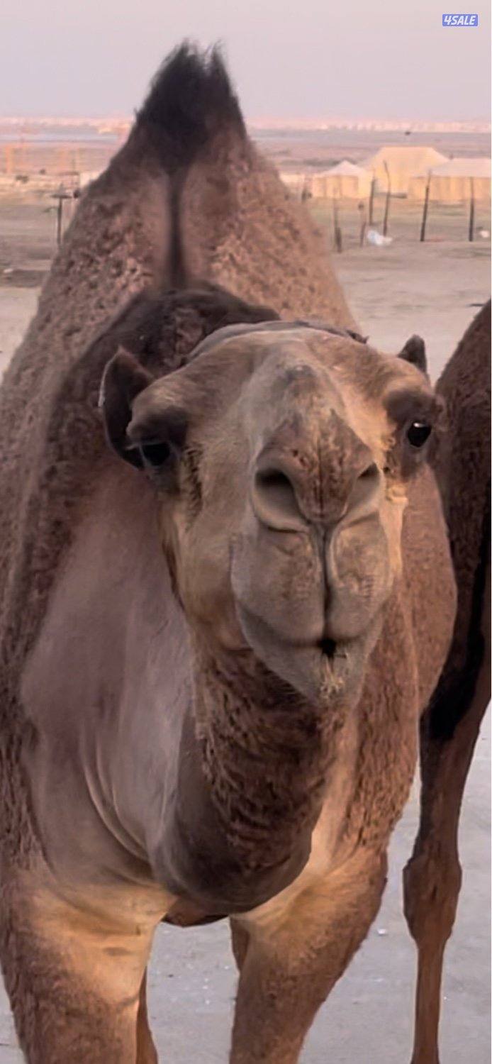 ابكارصفرمزاين3