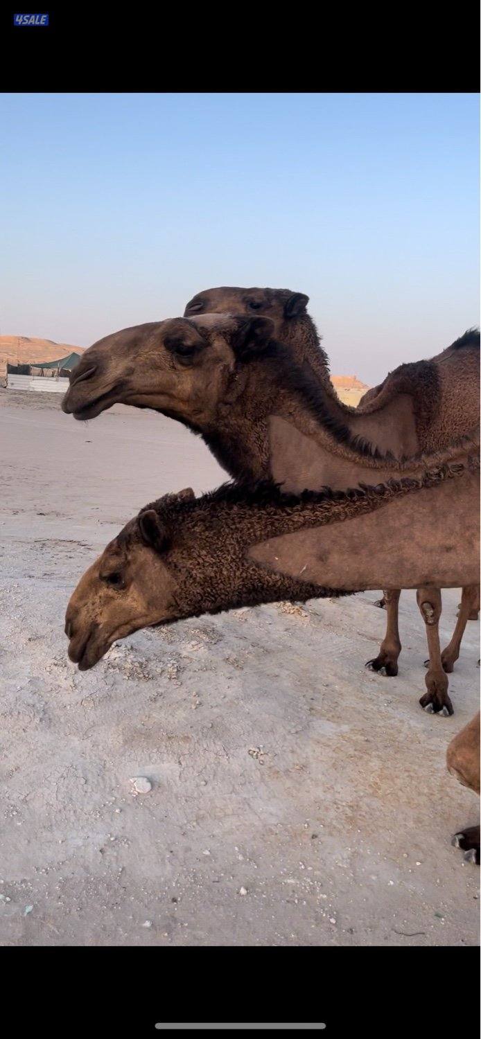 ابكارصفرمزاين5