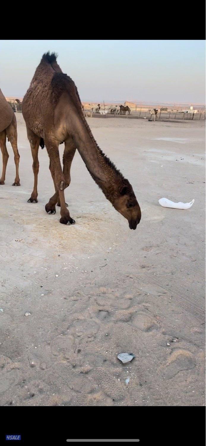 ابكارصفرمزاين4