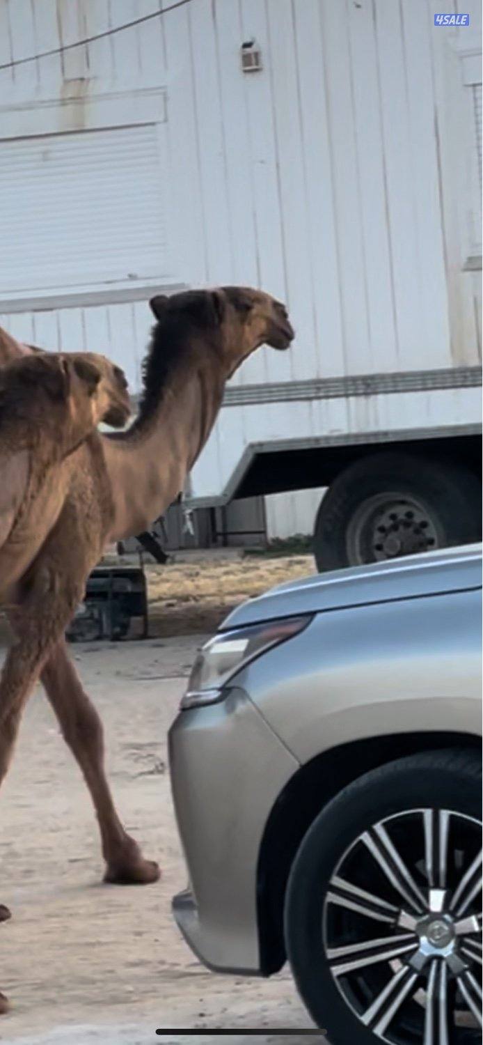 ابكارصفرمزاين6