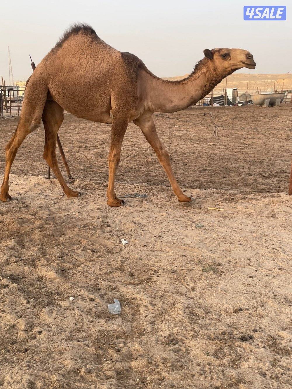 ابكارصفرمزاين8