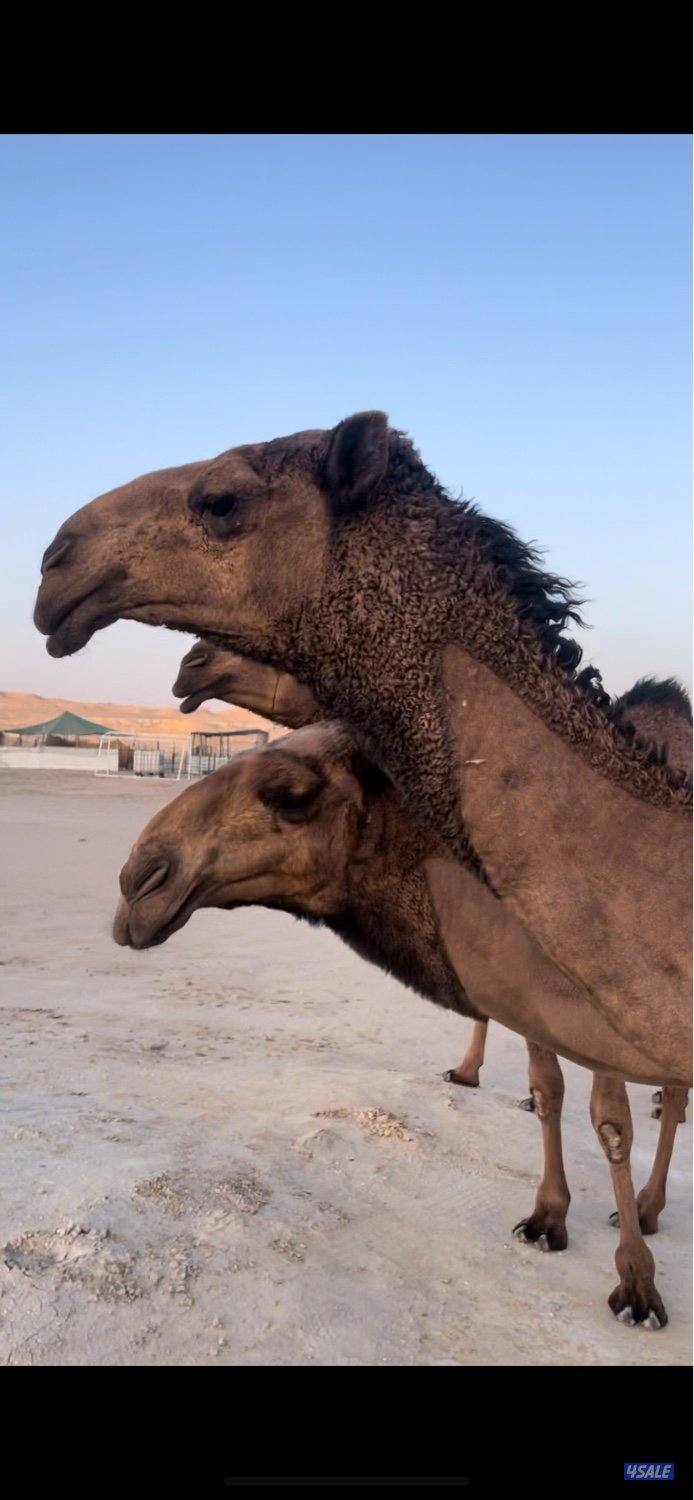 ابكارصفرمزاين7