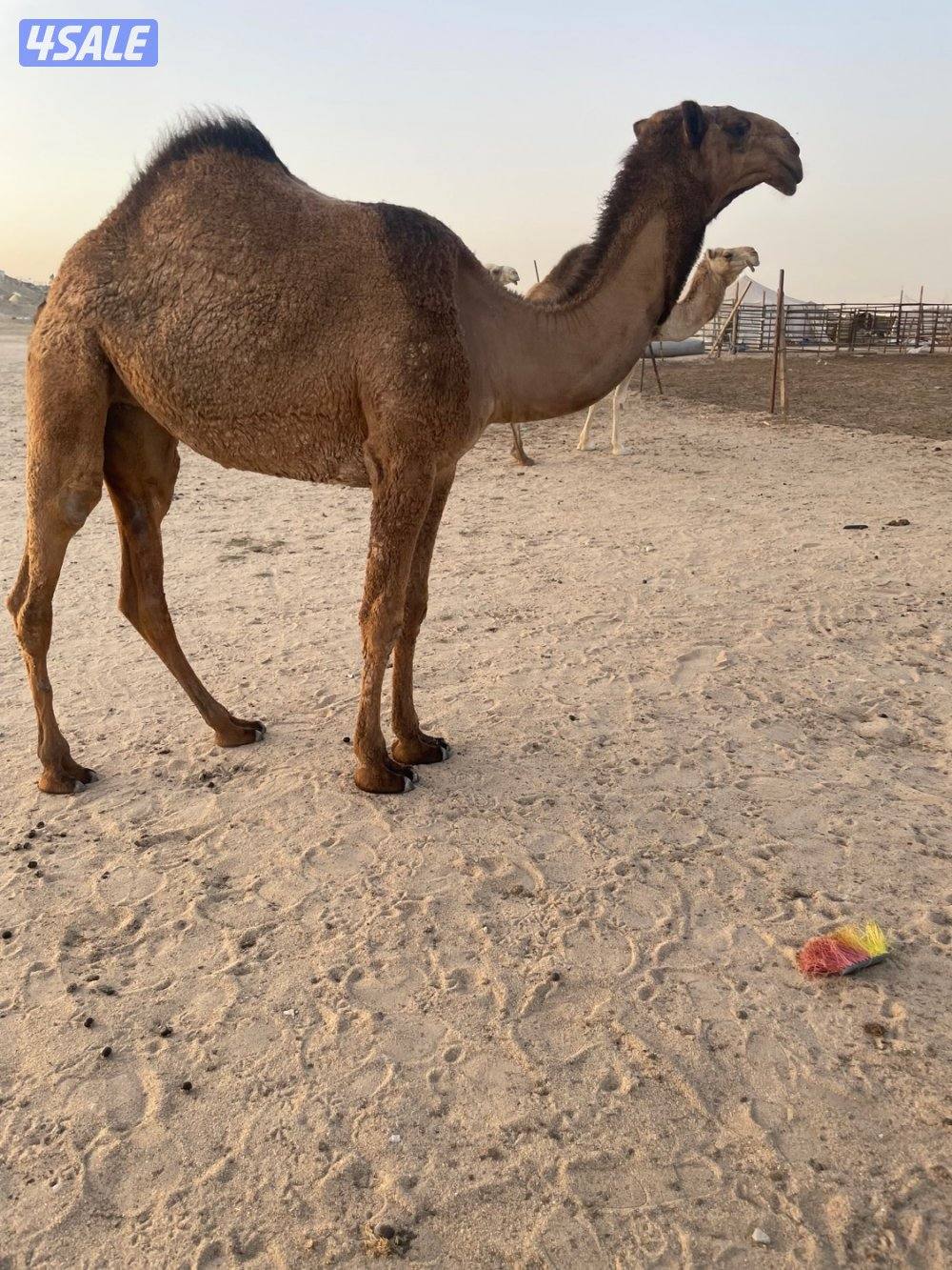 ابكارصفرمزاين9