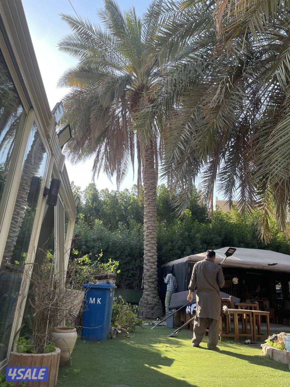 زراع نخل  وتلقيح نخل وتنظيف جميع مناطق الكويت 🇰🇼1