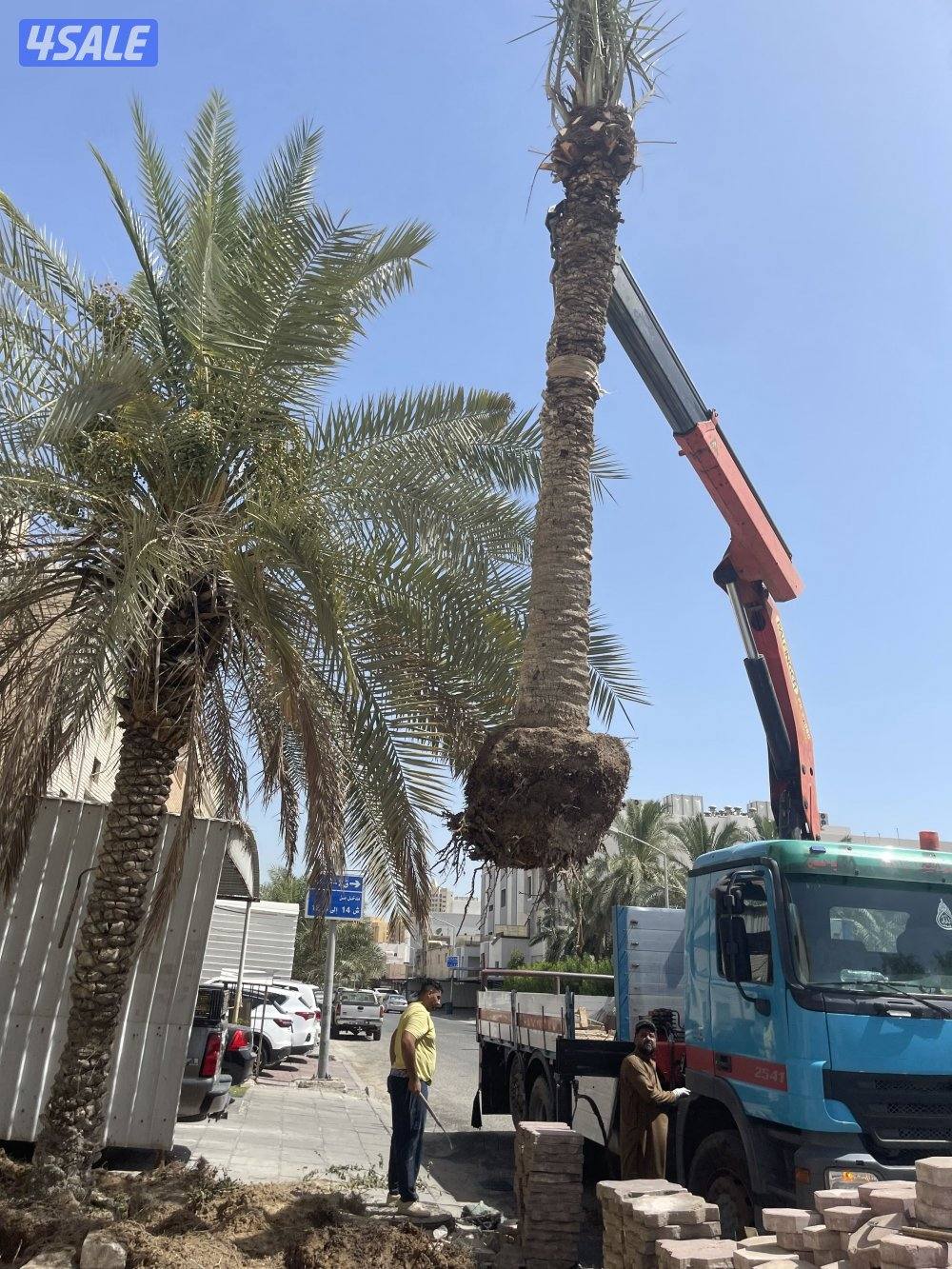 زراع نخل  وتلقيح نخل وتنظيف جميع مناطق الكويت 🇰🇼2