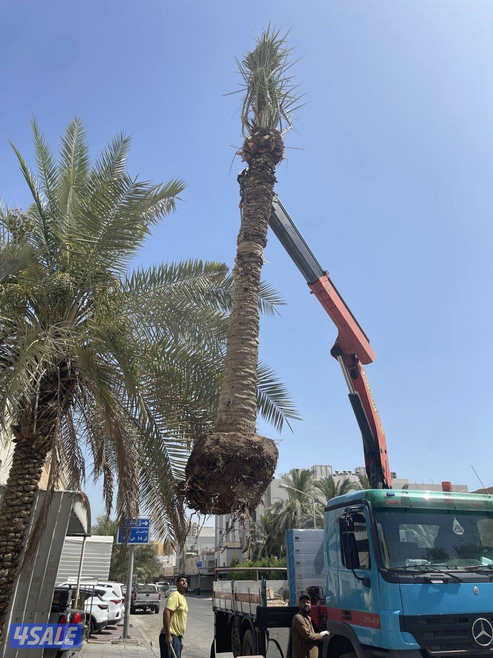 زراع نخل  وتلقيح نخل وتنظيف جميع مناطق الكويت 🇰🇼4
