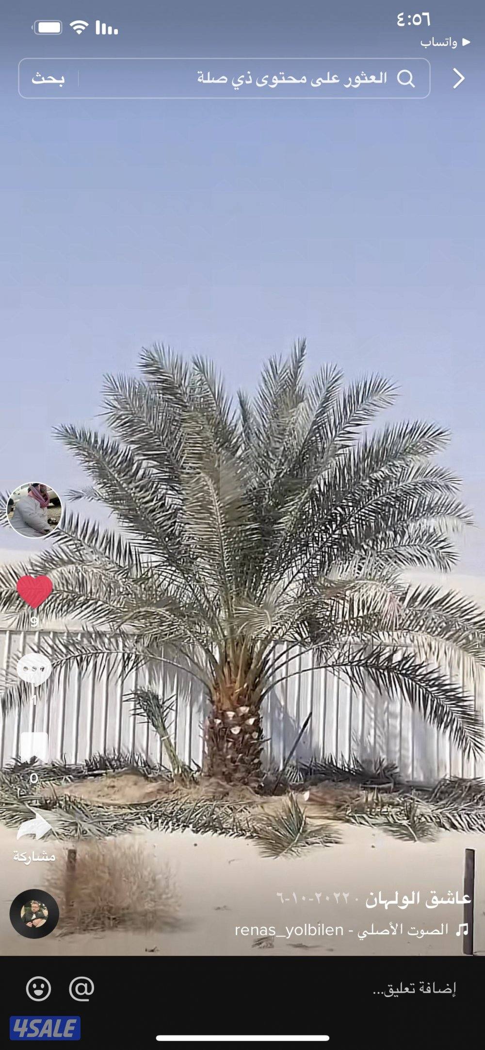 زراع نخل  وتلقيح نخل وتنظيف جميع مناطق الكويت 🇰🇼5