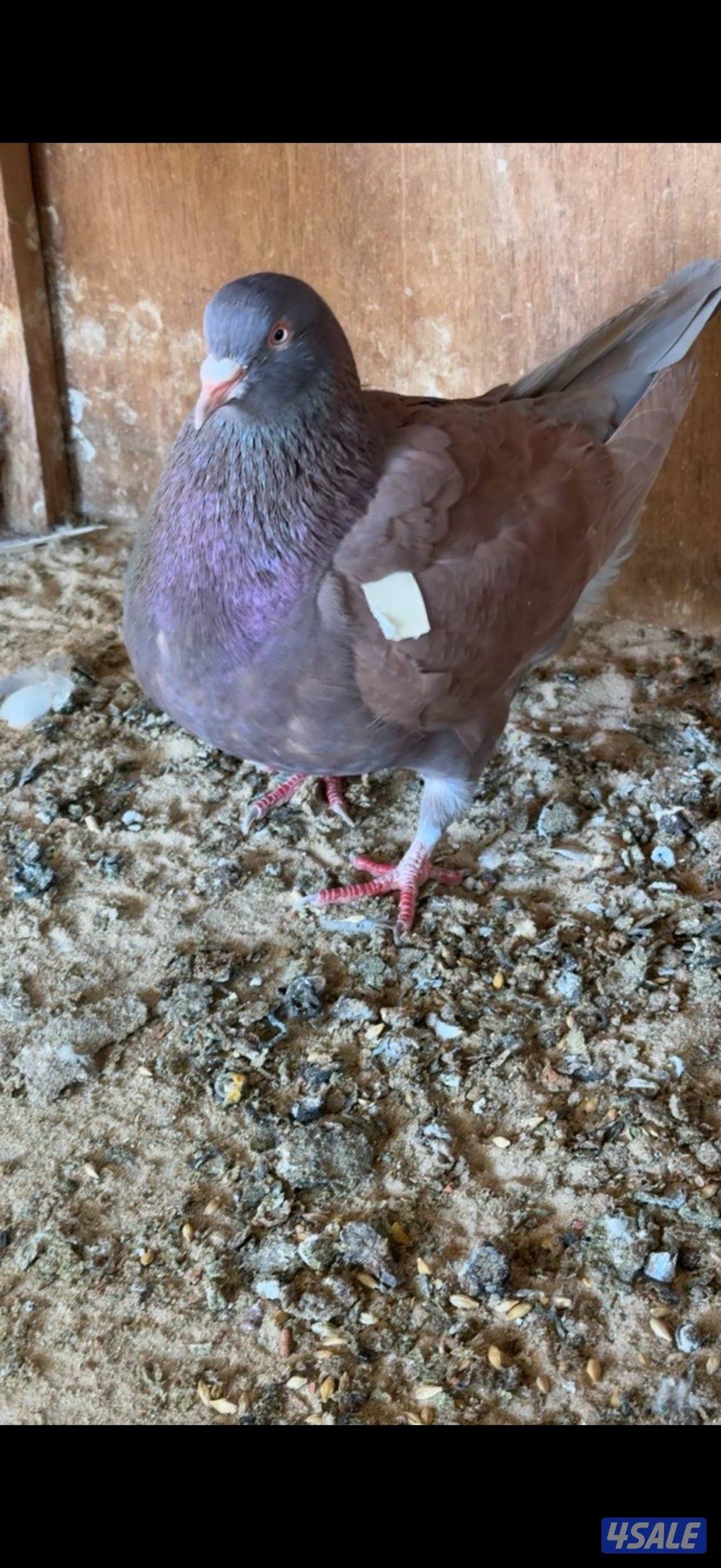 للبيع 10 ازواج لاحم الشركة الفرنسيه0