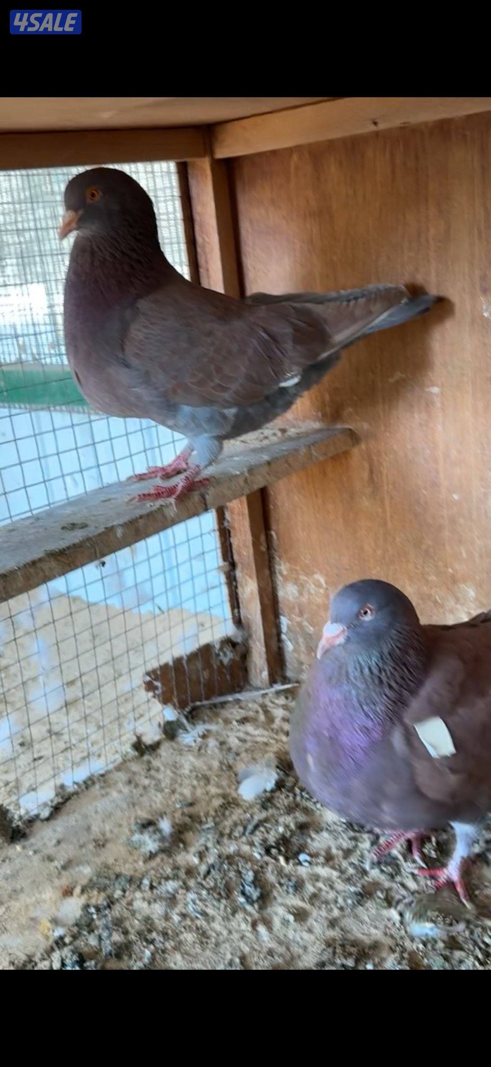 للبيع 10 ازواج لاحم الشركة الفرنسيه1