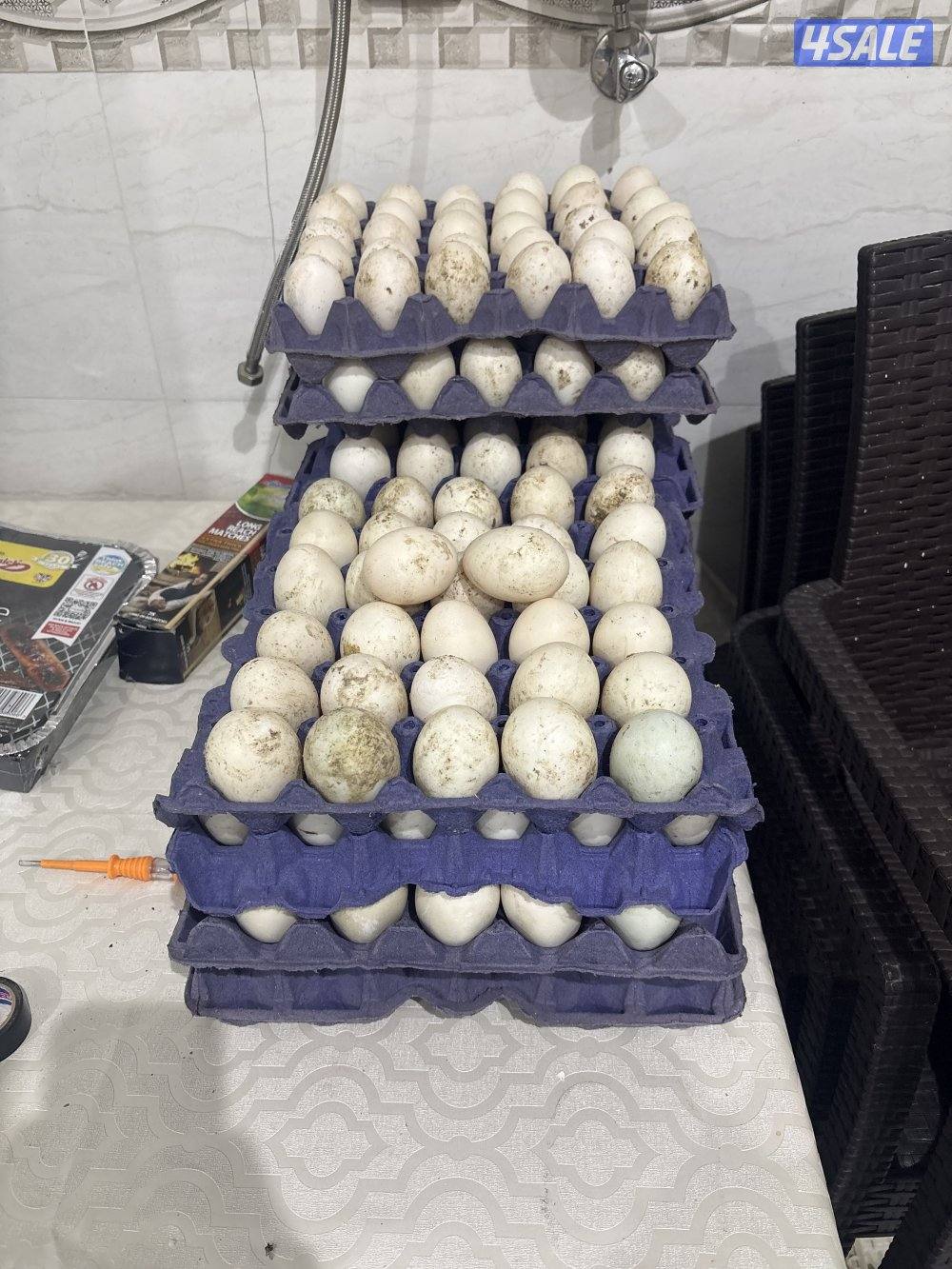 بيض بط فرنسي ابيض  و بيض دجاج عربي قديم افرق جميع الالوان0