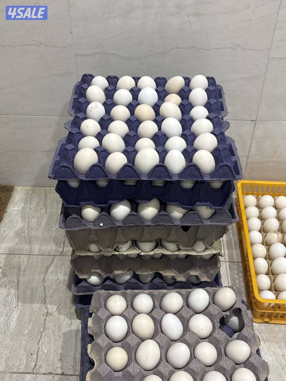 بيض بط فرنسي ابيض  و بيض دجاج عربي قديم افرق جميع الالوان1