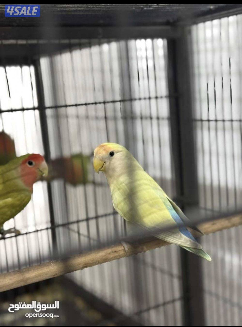 زوجين روز صاحبهم القديم يقول منتجين لا يدخل الا صامل السعر ٥٠نهايته0