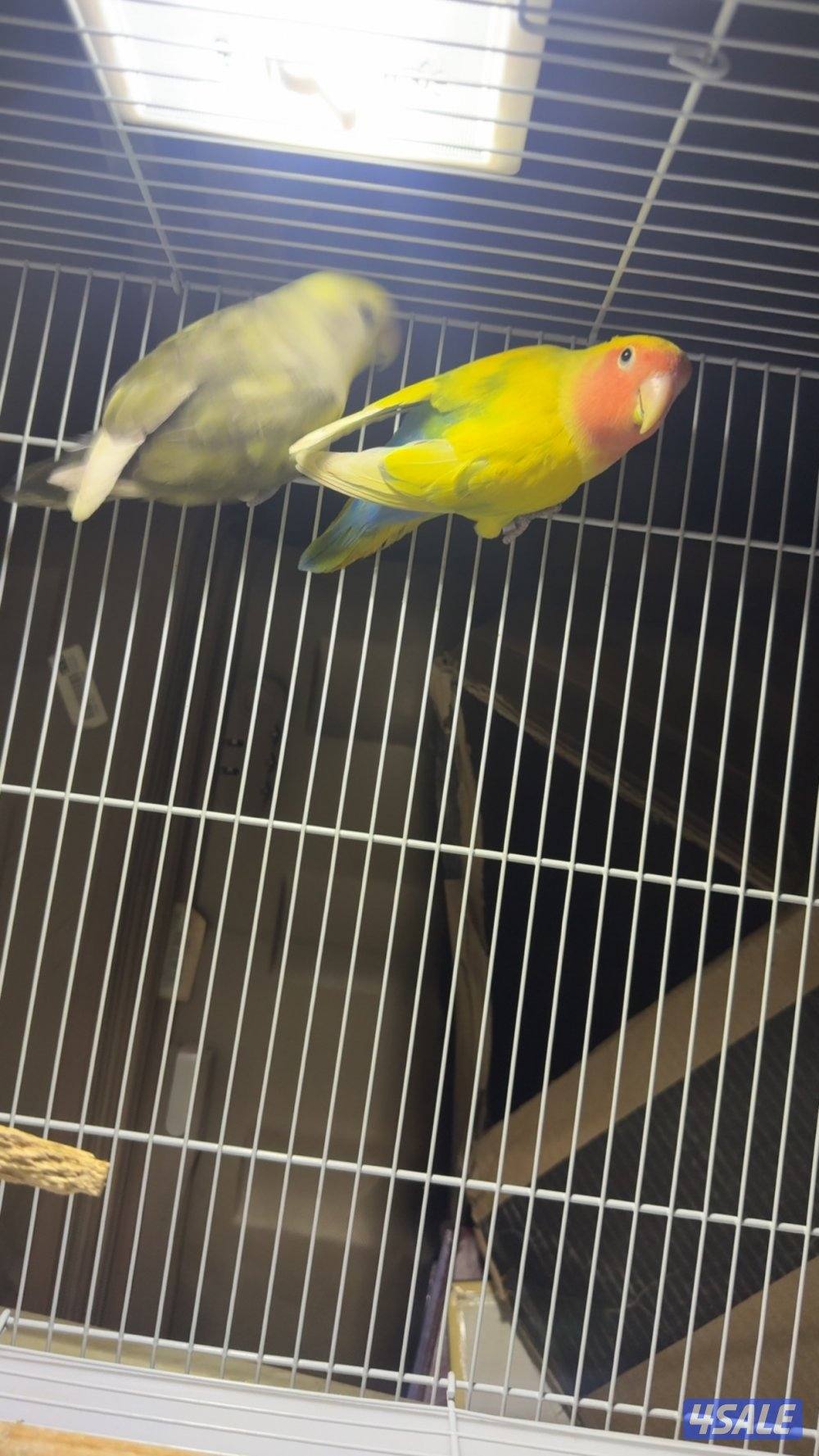 زوجين روز صاحبهم القديم يقول منتجين لا يدخل الا صامل السعر ٥٠نهايته1