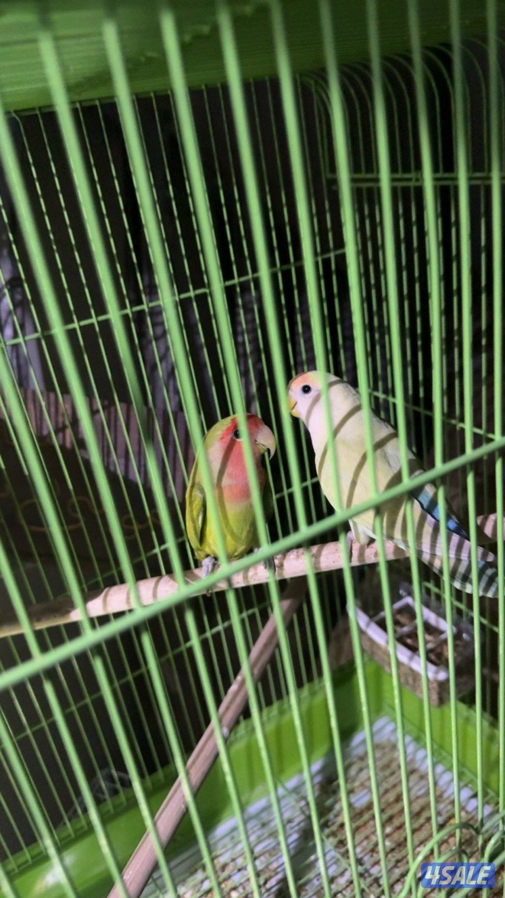 زوجين روز صاحبهم القديم يقول منتجين لا يدخل الا صامل السعر ٥٠نهايته2