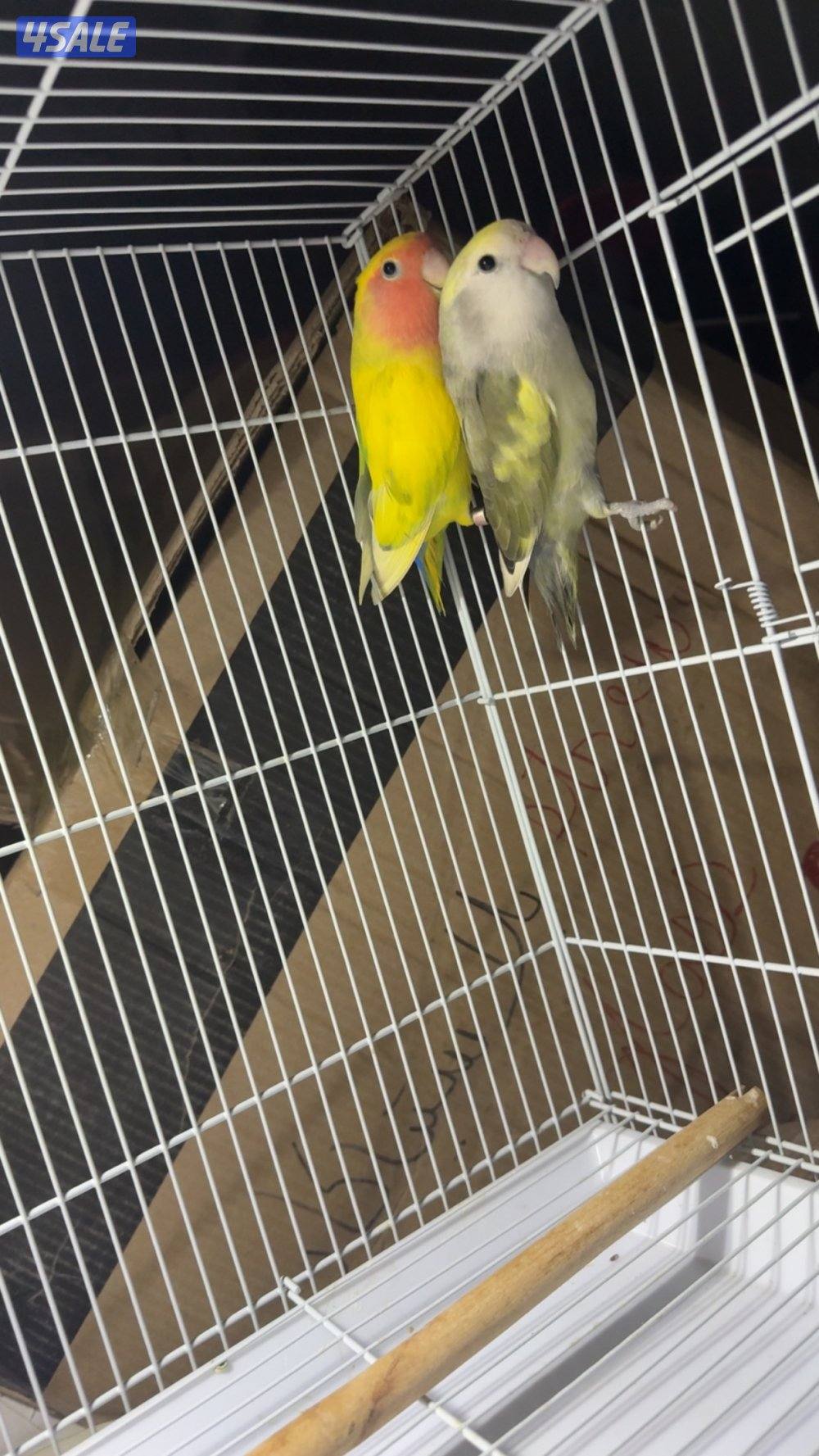 زوجين روز صاحبهم القديم يقول منتجين لا يدخل الا صامل السعر ٥٠نهايته3