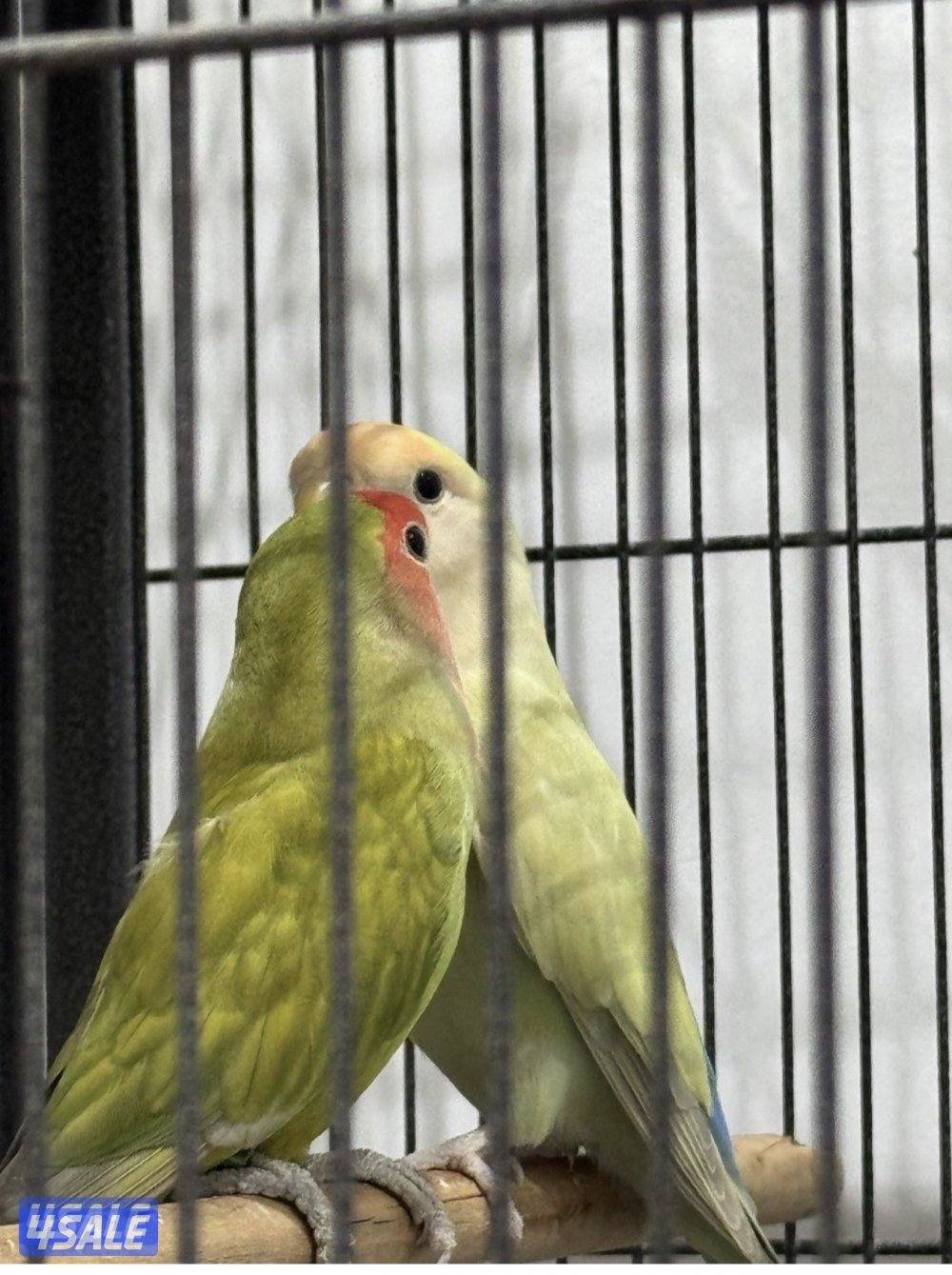 زوجين روز صاحبهم القديم يقول منتجين لا يدخل الا صامل السعر ٥٠نهايته4