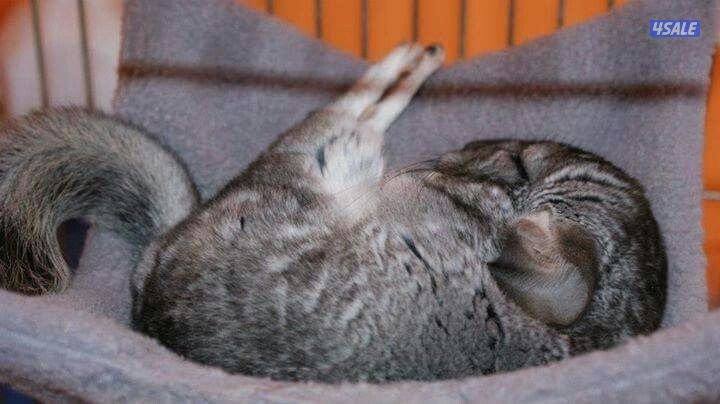 شانشيلا وبراري دوق0