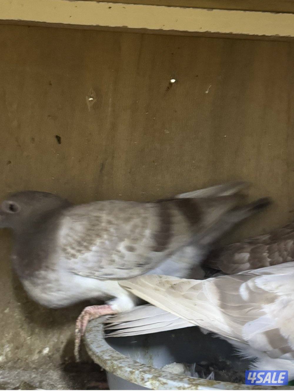 زغاليل زاجل2