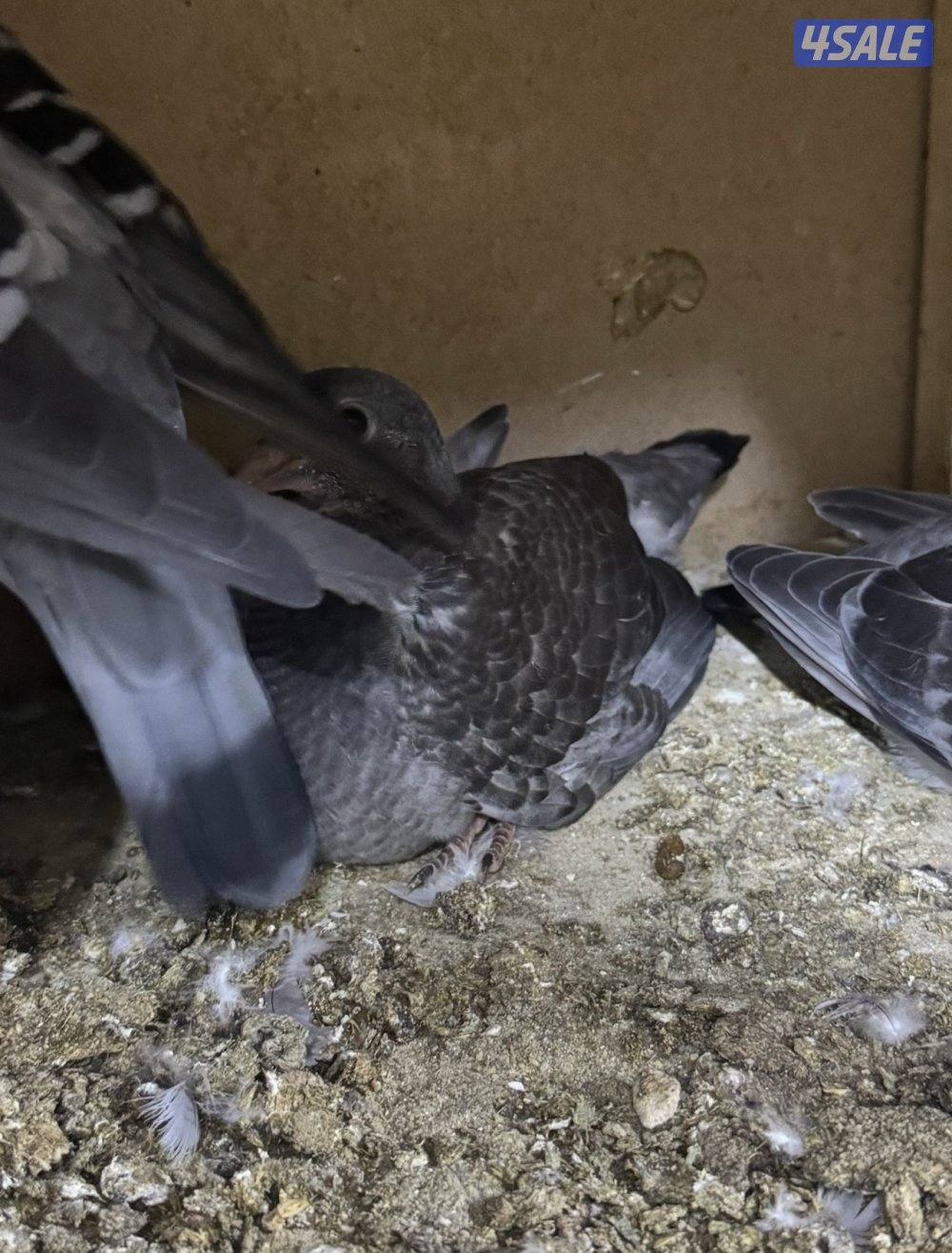 زغاليل زاجل4