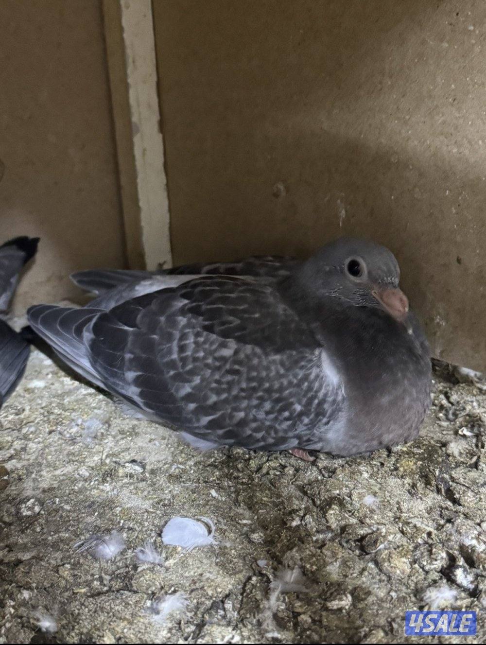 زغاليل زاجل3