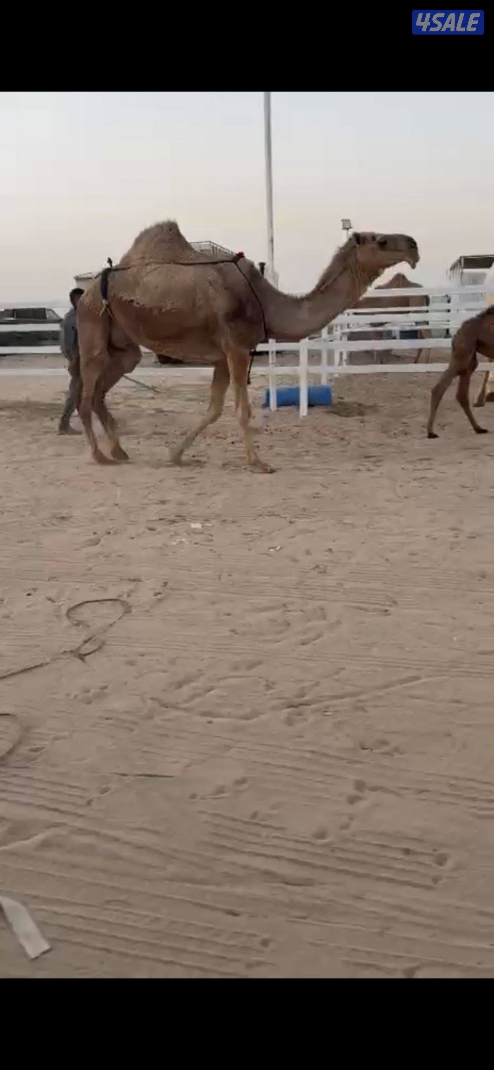 خلفه هديه منيح0