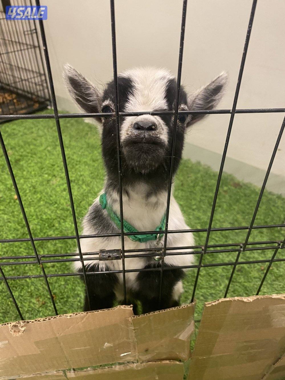 عنز بلجيكي قزم للبيع0