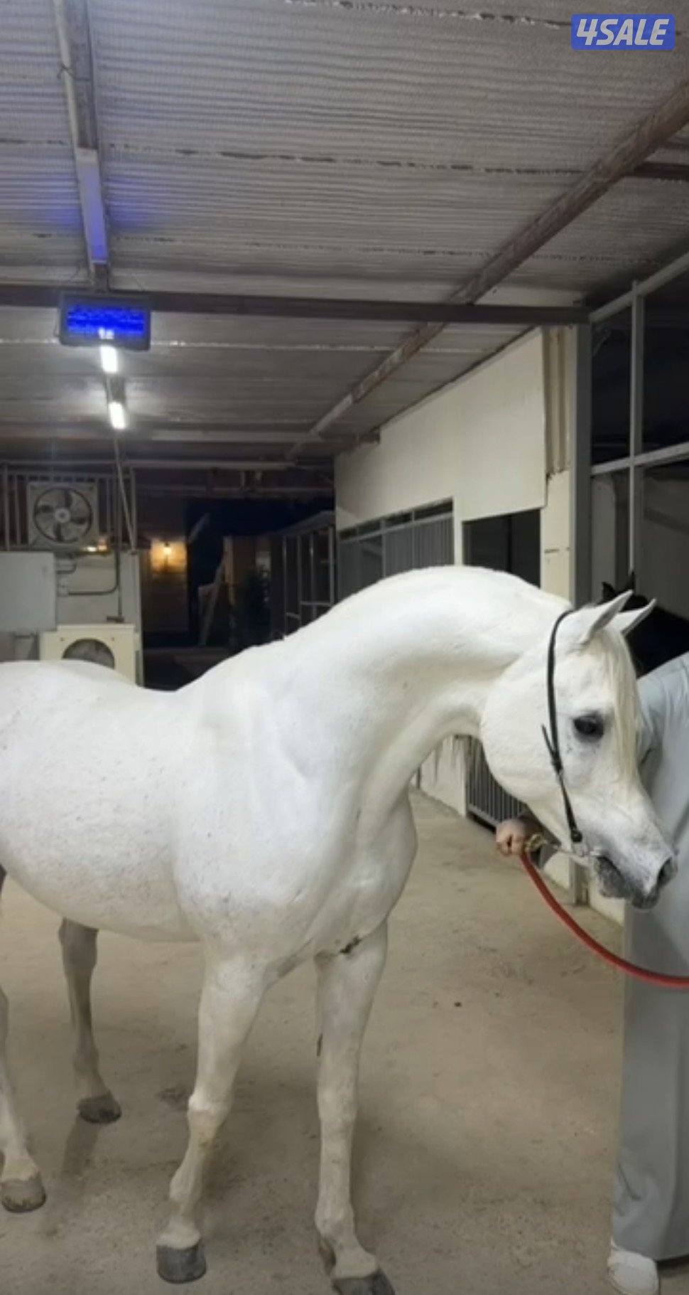 حصان مصري بيور0