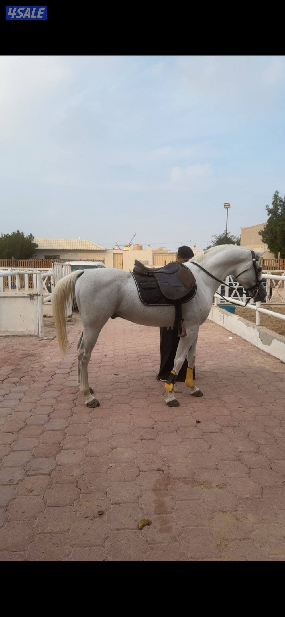 حصان مصري بيور1