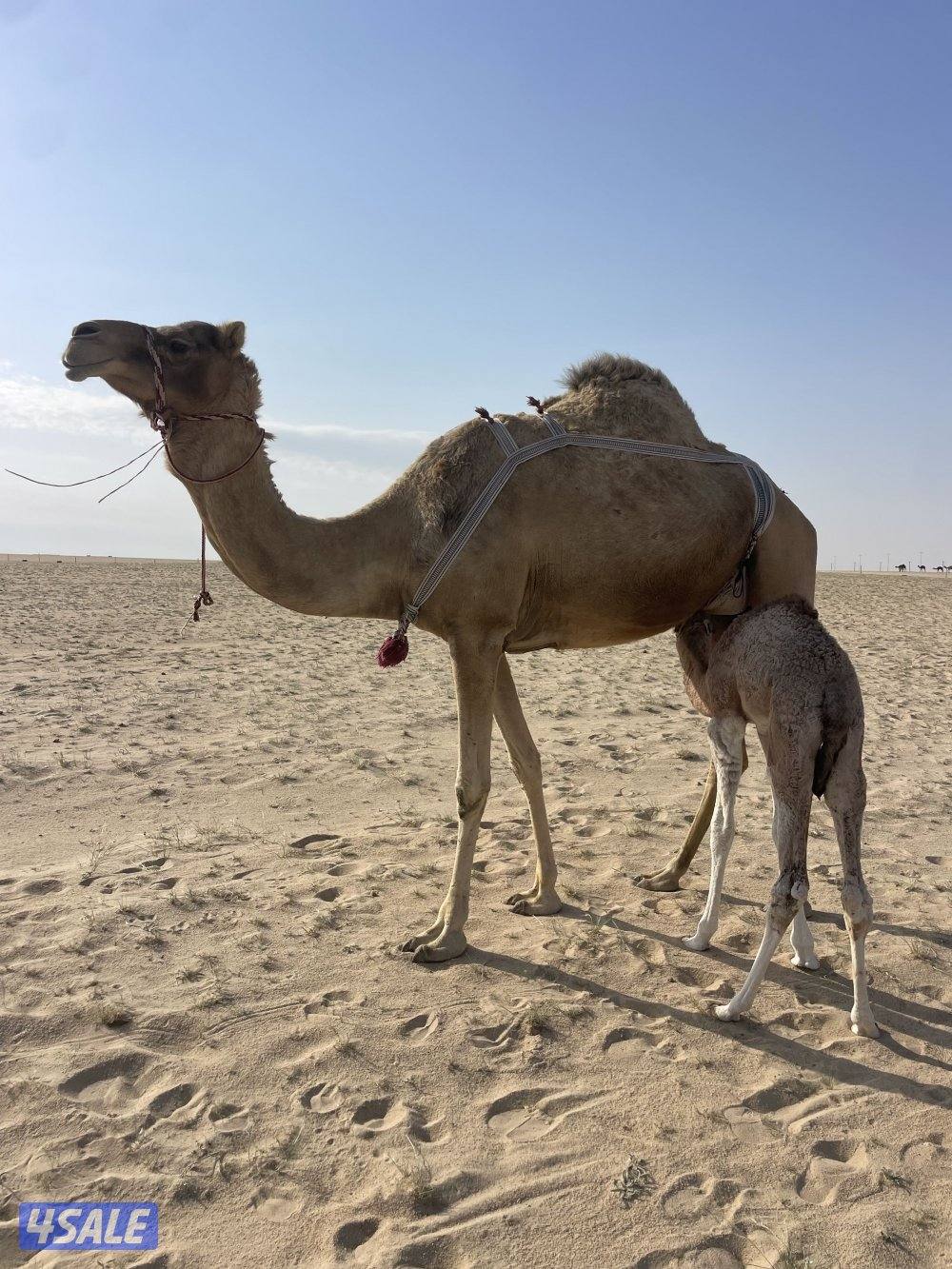 للبيع خلفه منيحه طيبه تحتها قعود ابوه عليه سوم مليون و ٦٠٠  /// الناقه0