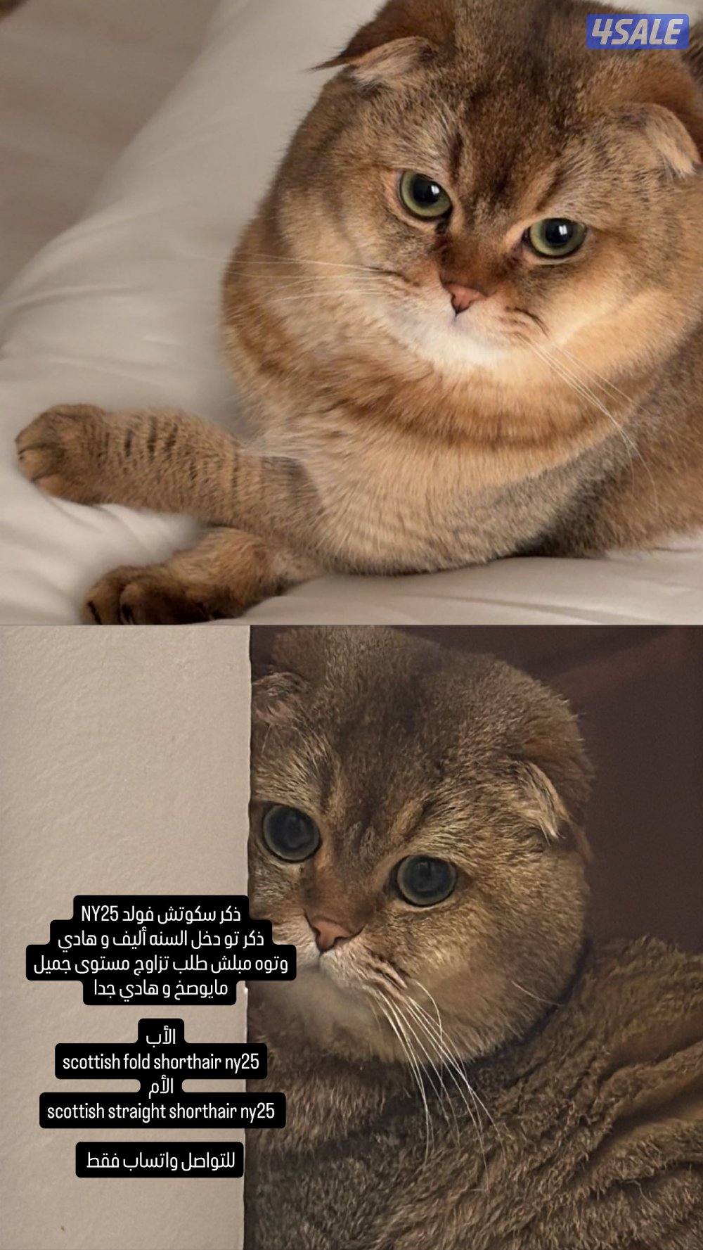 قابل للمساومه0