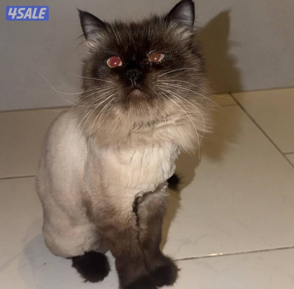 قطه هملايا العمر ٧ شهور بصحه ممتازه0