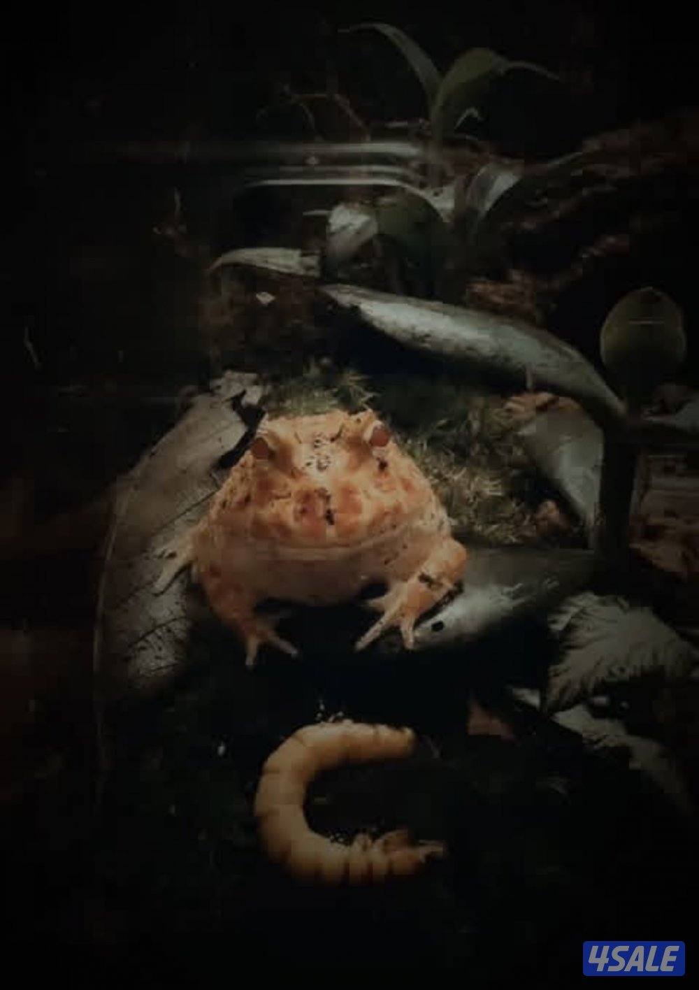 ظفدع بكمان0