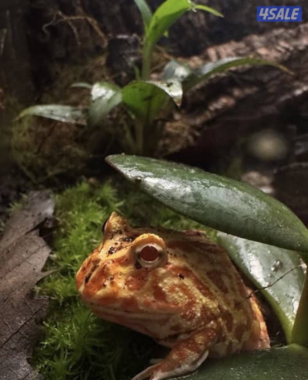 ظفدع بكمان1