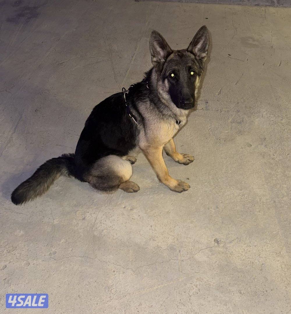 جيرمن working line0